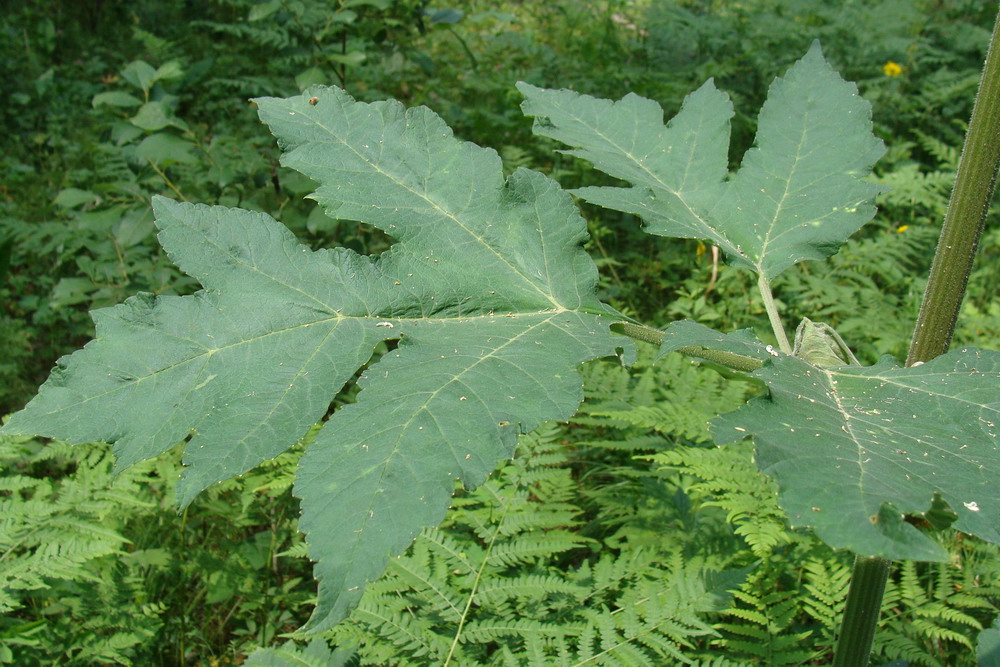 Изображение особи Heracleum dissectum.