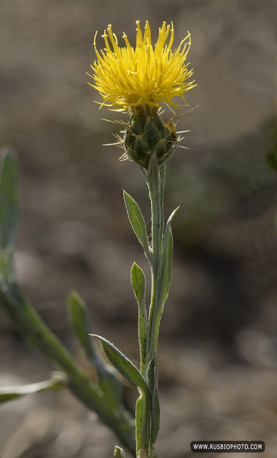 Image of Centaurea solstitialis specimen.