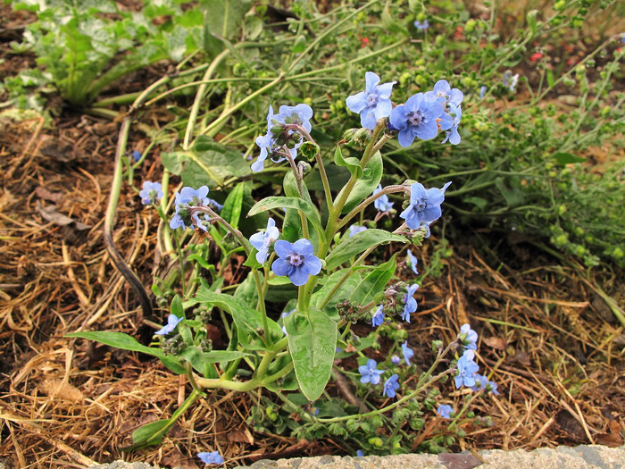 Изображение особи семейство Boraginaceae.