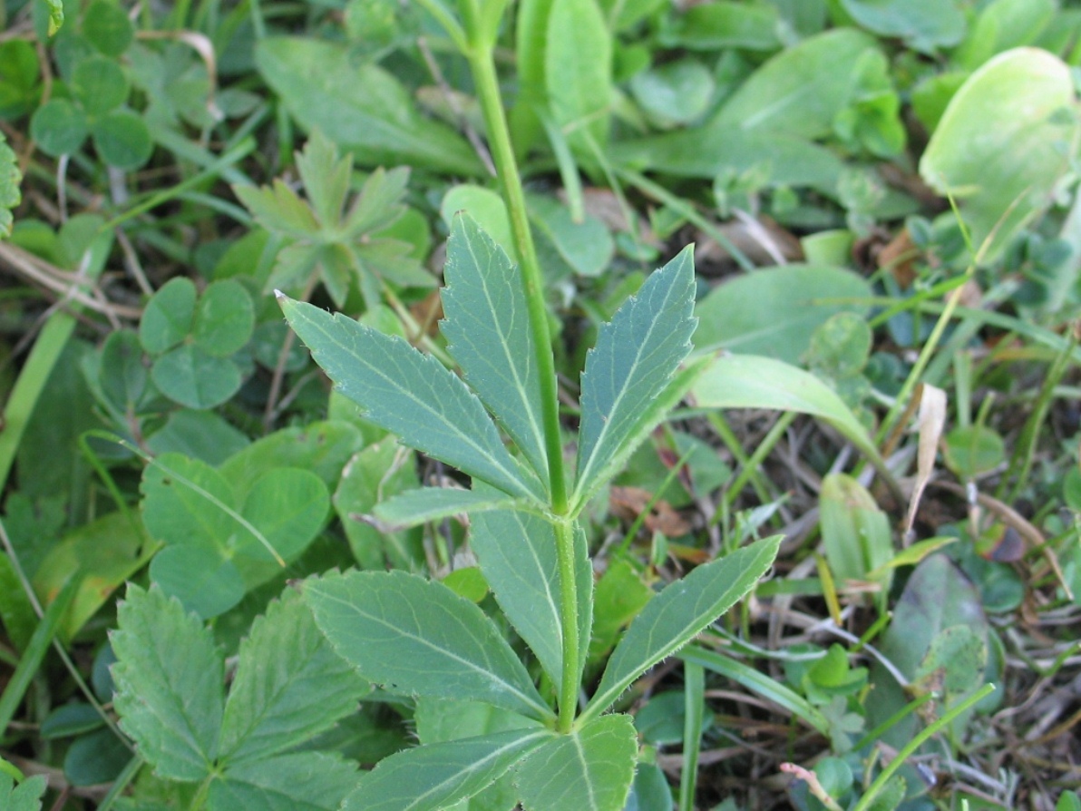 Image of Adenophora triphylla specimen.