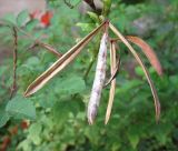 Tecomaria capensis. Зрелый лопнувший плод с семенами. Израиль, г. Беэр-Шева, городское озеленение. 17.11.2012.