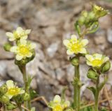 Saxifraga exarata. Верхушки побегов с бутонами и цветками. Карачаево-Черкесия, Домбай, гора Мусса-Ачитара, ≈ 3100 м н.у.м. 19.07.2012.