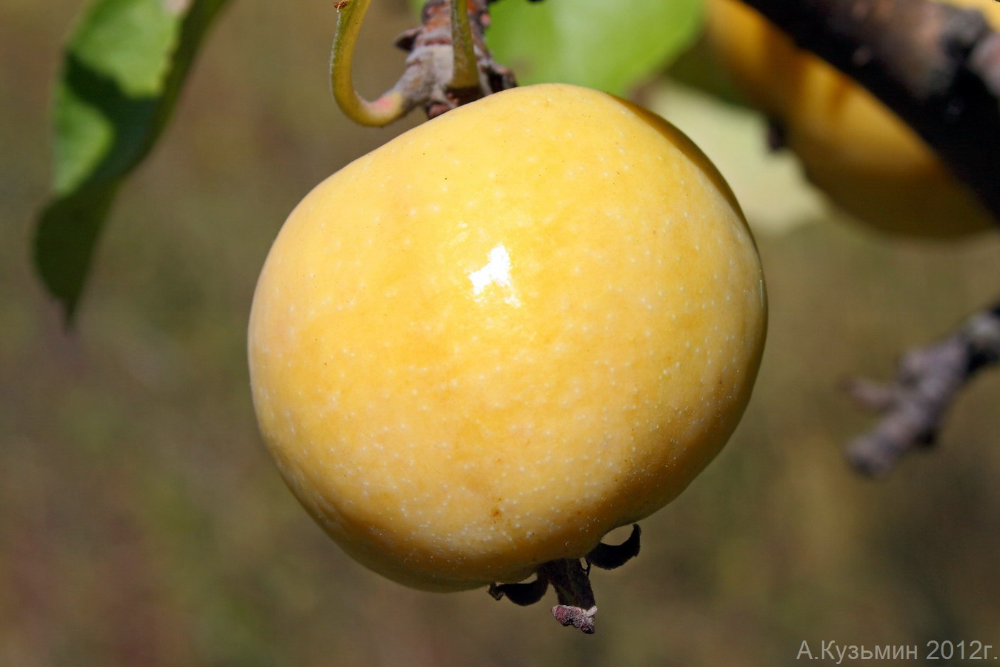 Изображение особи Malus sylvestris.