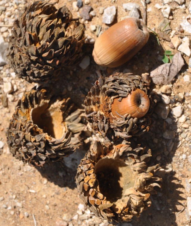 Image of Quercus ithaburensis ssp. macrolepis specimen.