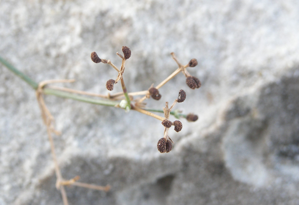 Image of genus Asperula specimen.