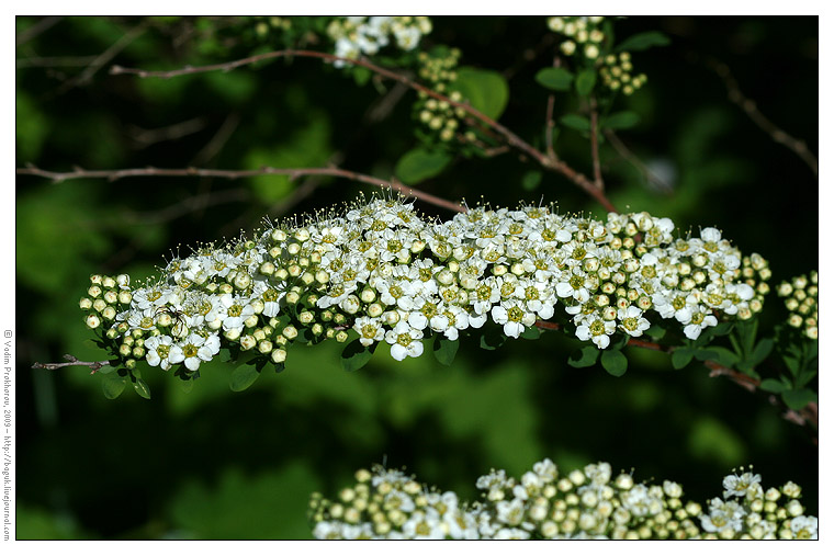 Image of Spiraea media specimen.