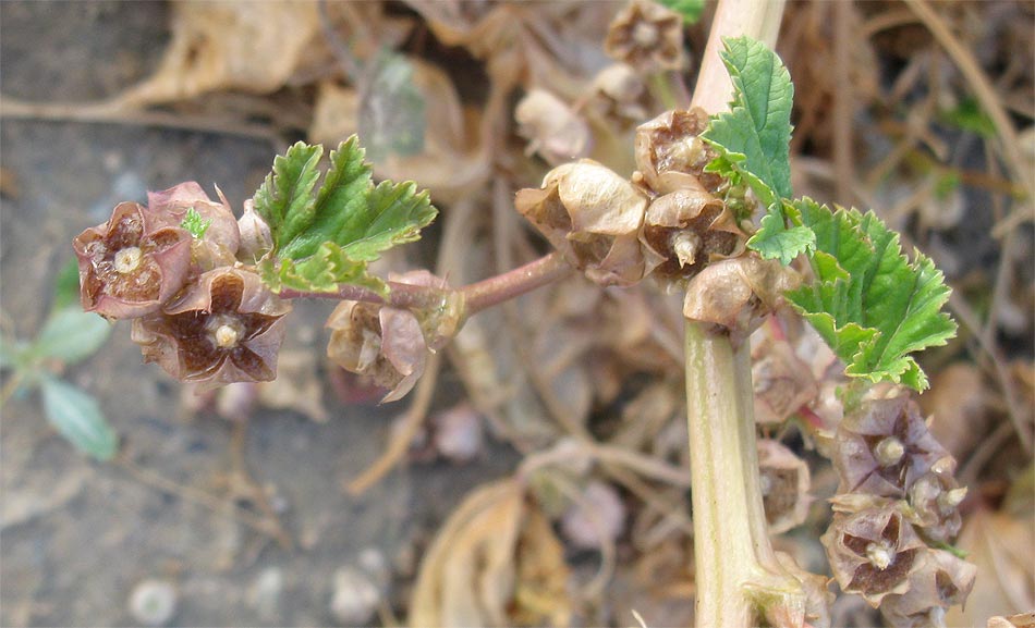 Image of Malva parviflora specimen.