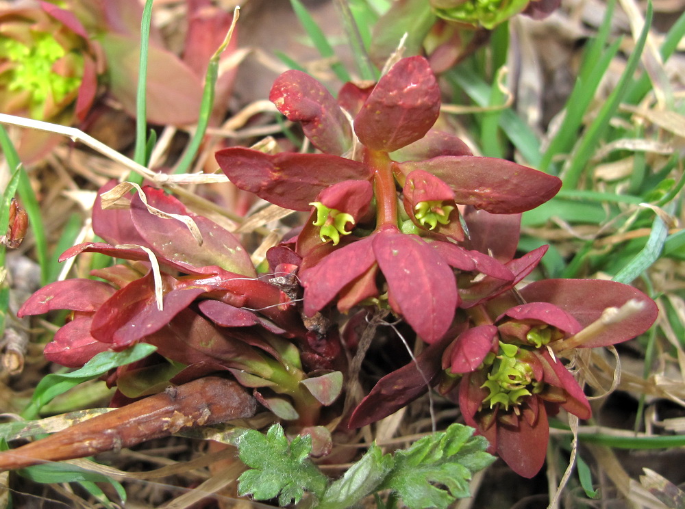 Изображение особи Euphorbia savaryi.