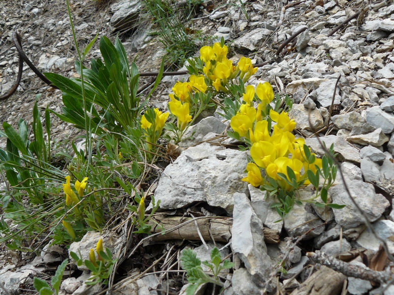 Изображение особи Chamaecytisus wulffii.