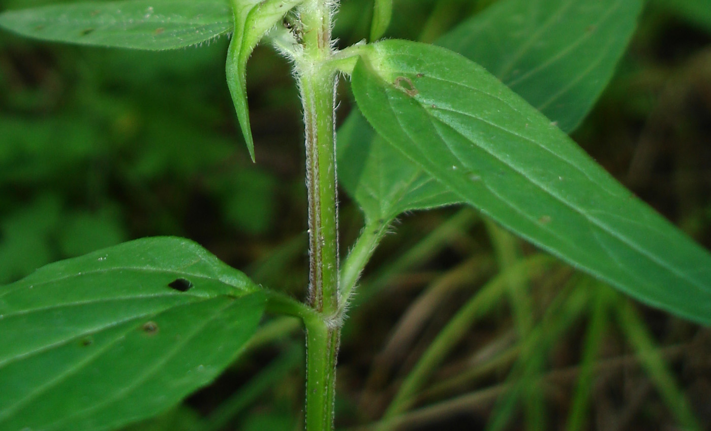 Image of Prunella vulgaris specimen.