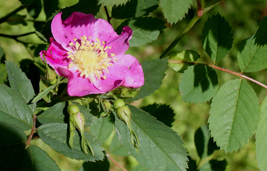 Image of Rosa gymnocarpa specimen.