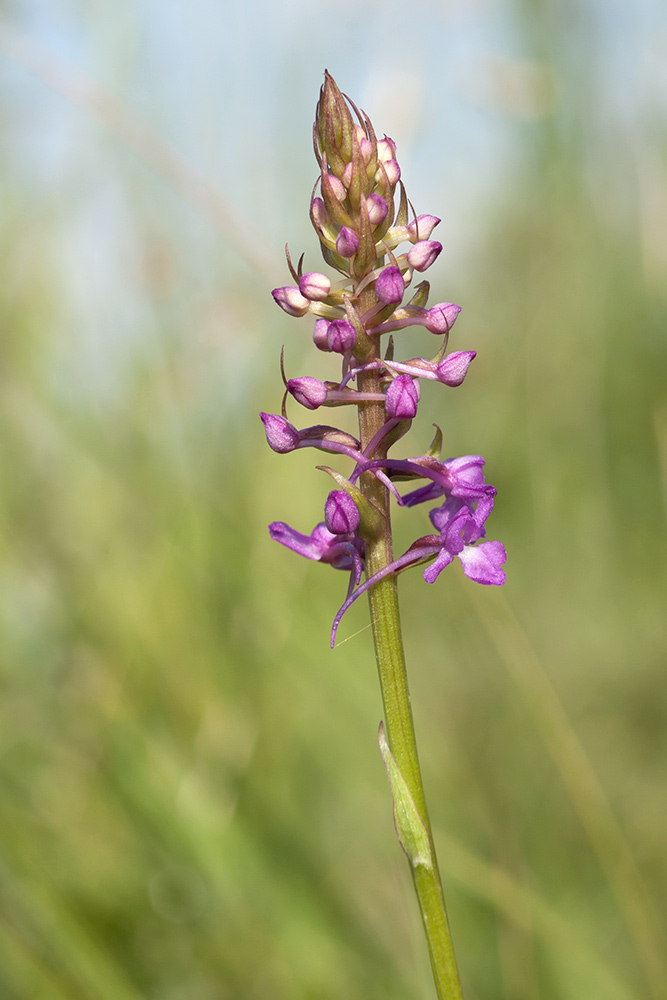 Image of Gymnadenia densiflora specimen.