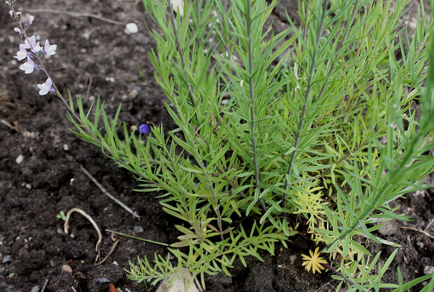 Image of Linaria repens specimen.