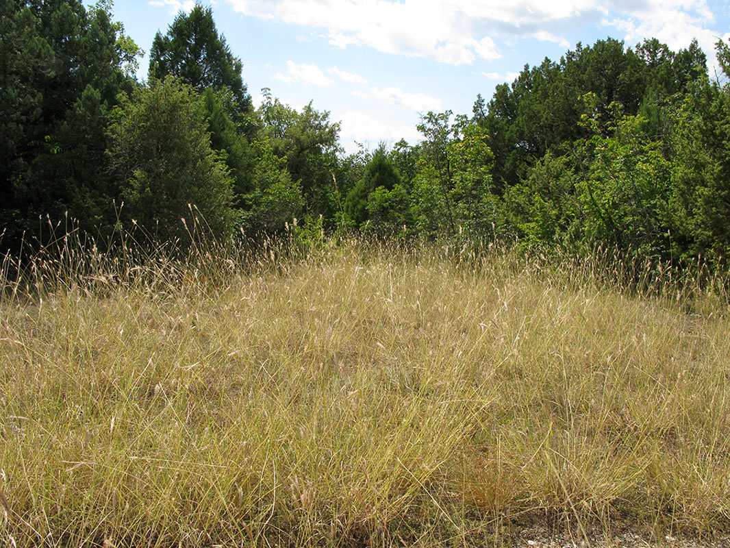 Image of Bothriochloa ischaemum specimen.