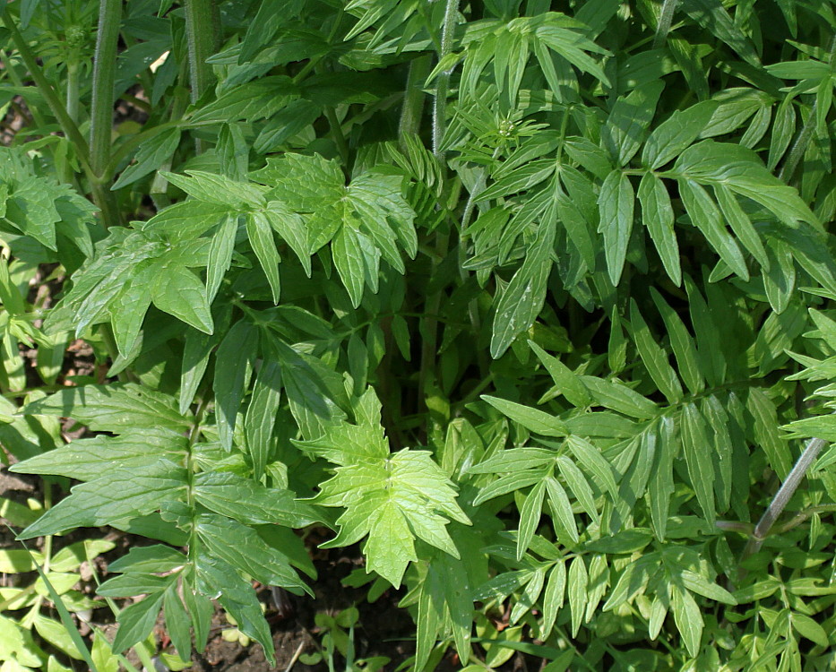 Изображение особи Valeriana sambucifolia.