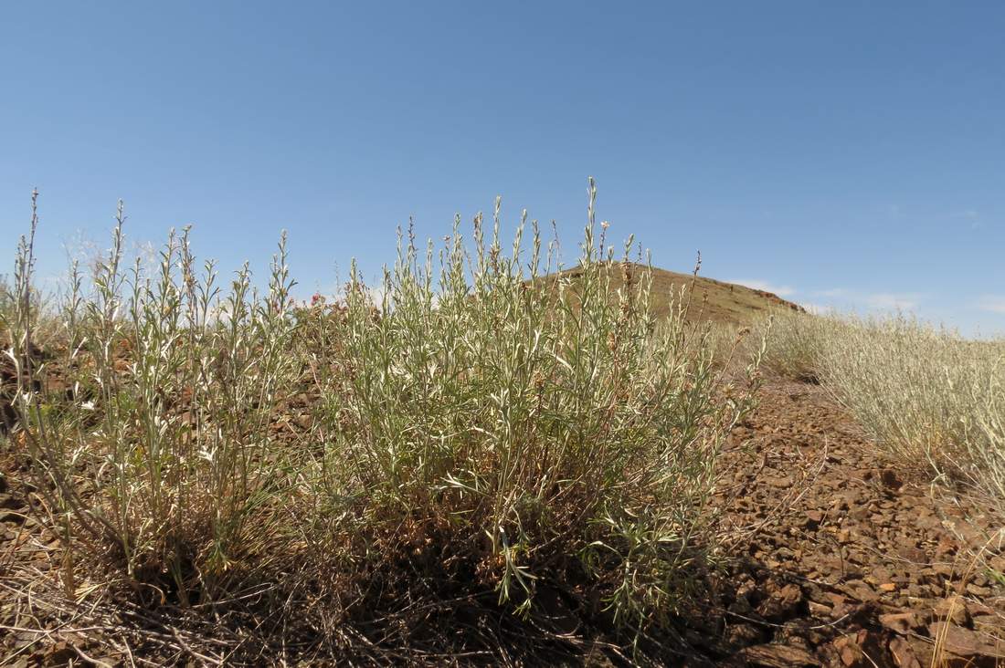 Изображение особи Artemisia juncea.