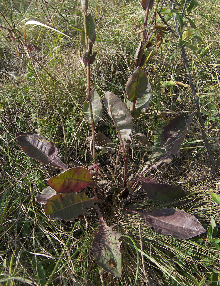 Изображение особи Crepis pannonica.