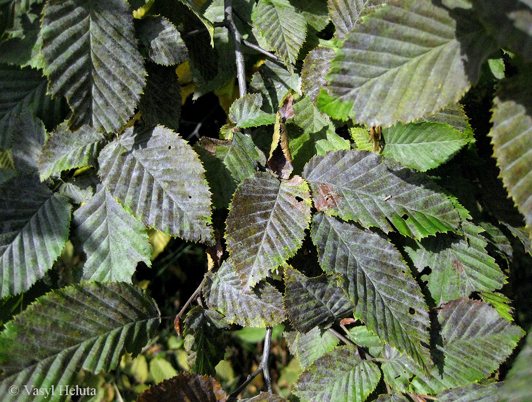 Изображение особи Carpinus betulus.