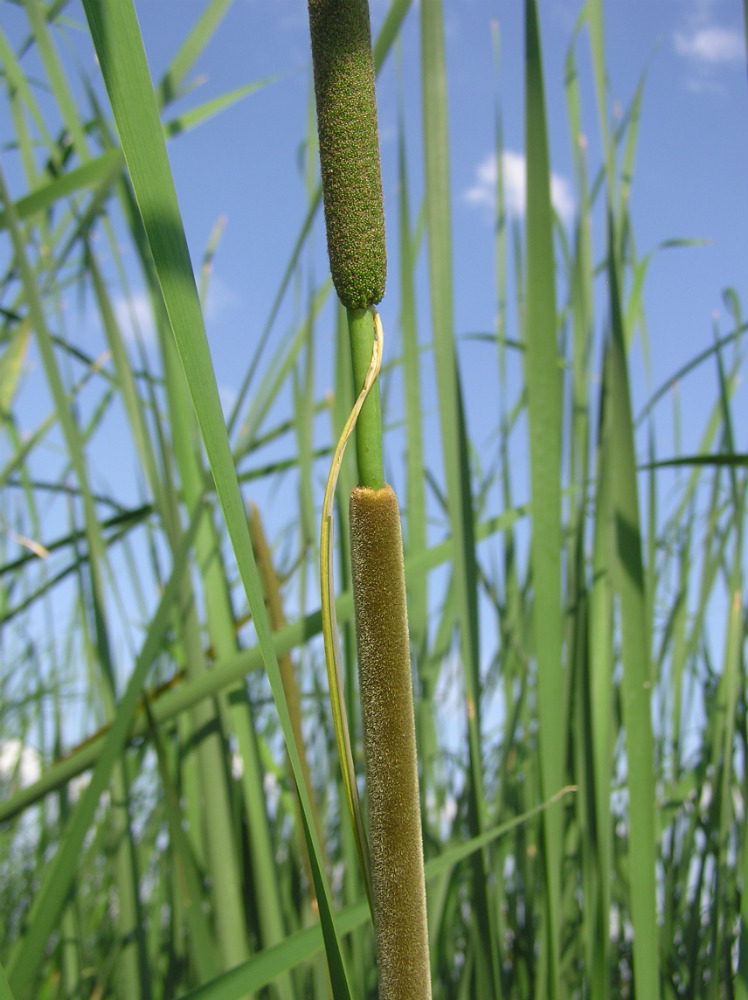 Image of Typha angustifolia specimen.