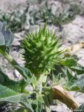 Datura stramonium