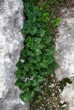 Смотреть изображение Cyclamen persicum