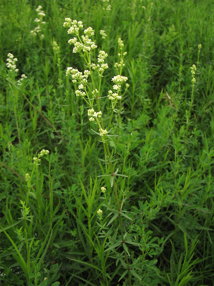 Image of Galium boreale specimen.