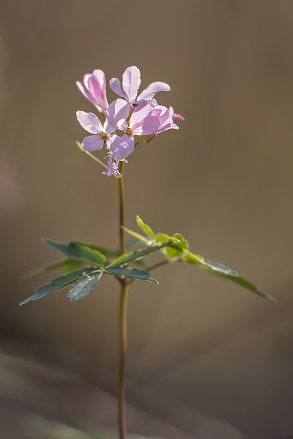 Image of Cardamine quinquefolia specimen.