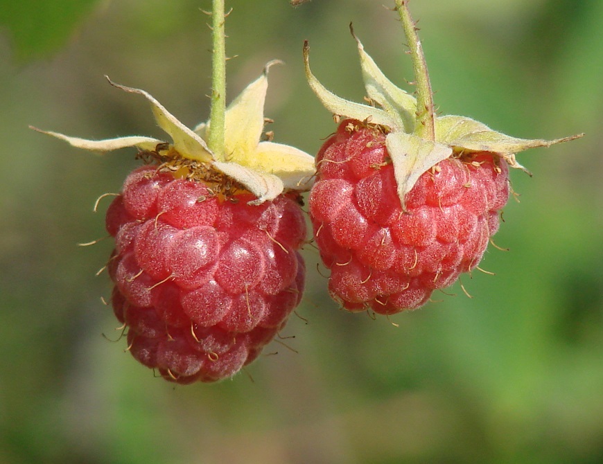 Image of Rubus idaeus specimen.