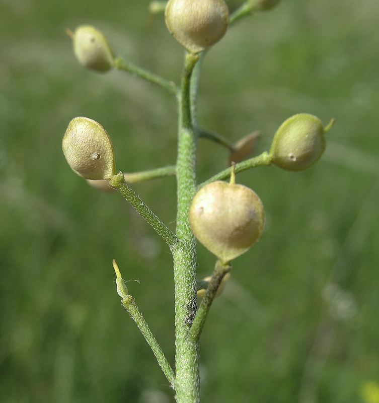 Image of Alyssum gmelinii specimen.