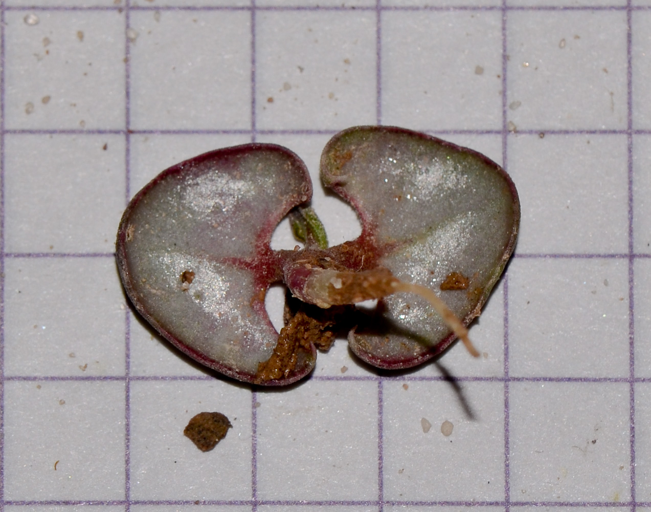 Image of Blepharis attenuata specimen.