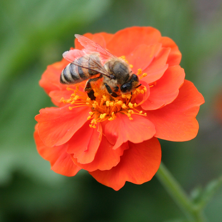 Image of Geum quellyon specimen.