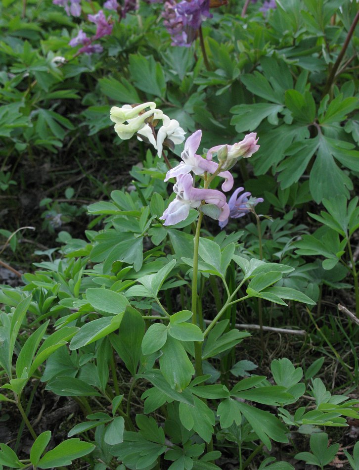 Изображение особи род Corydalis.