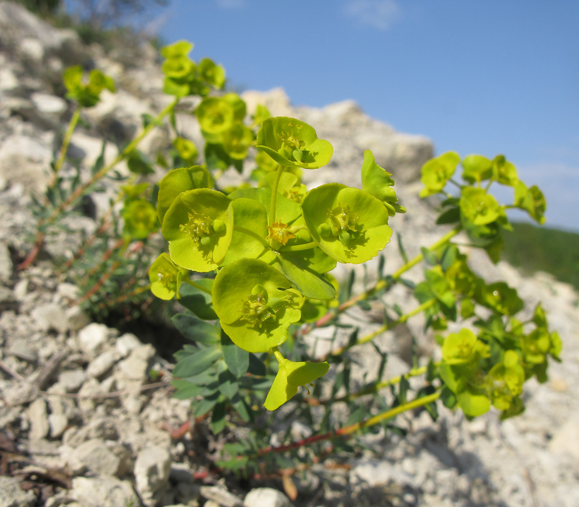 Image of Euphorbia petrophila specimen.