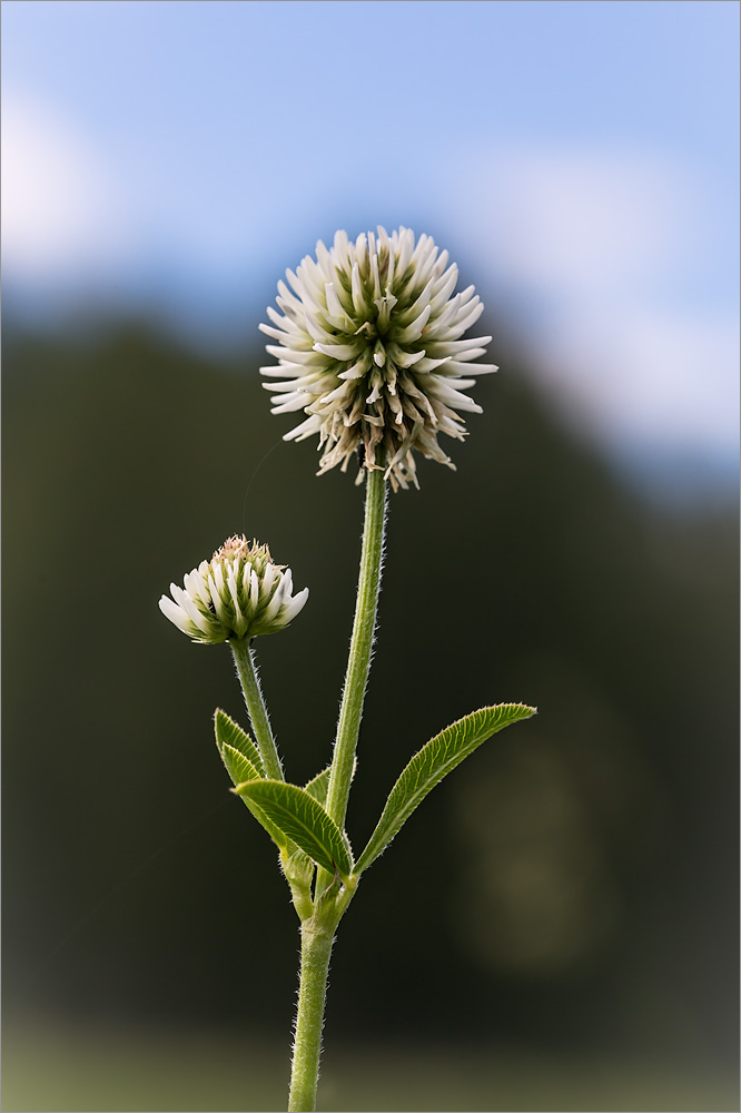 Image of Trifolium montanum specimen.