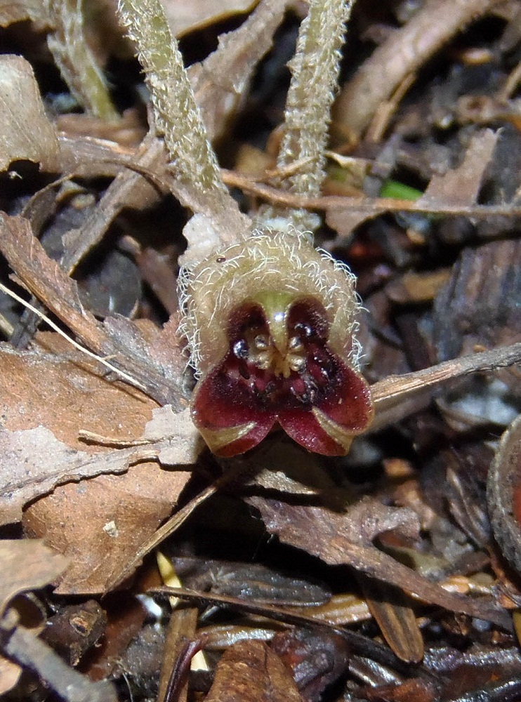 Изображение особи Asarum europaeum.