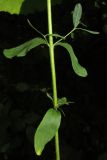 Hypericum hirsutum. Часть побега. Крым, Симферопольский р-н, окр. с. Краснолесье, у ручья в буковом лесу. 16 июля 2014 г.