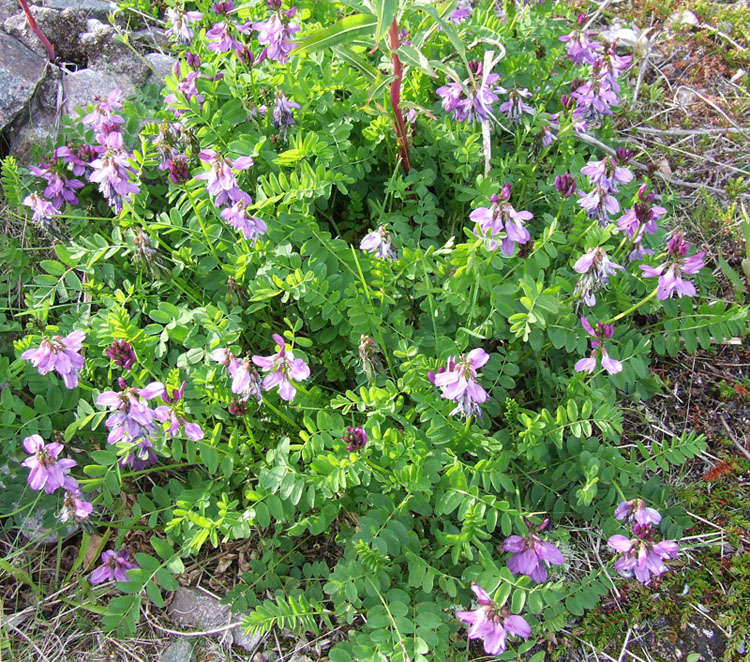 Image of Astragalus subpolaris specimen.