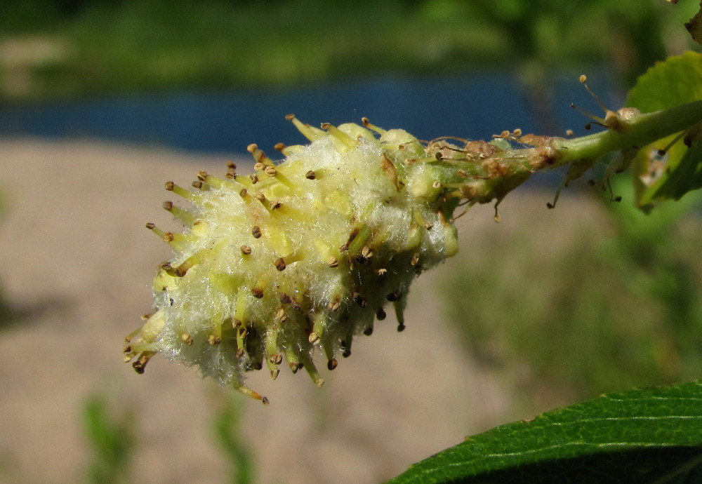 Изображение особи Salix triandra.