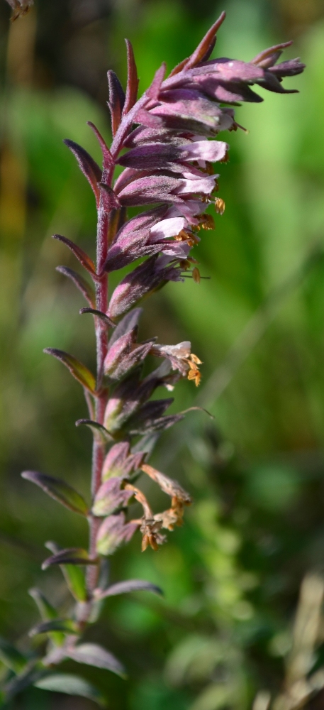 Изображение особи Odontites vulgaris.