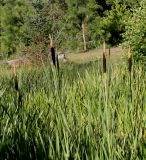 Typha latifolia. Цветущие растения. Германия, г. Дюссельдорф, Ботанический сад университета. 03.07.2014.