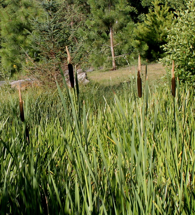 Изображение особи Typha latifolia.