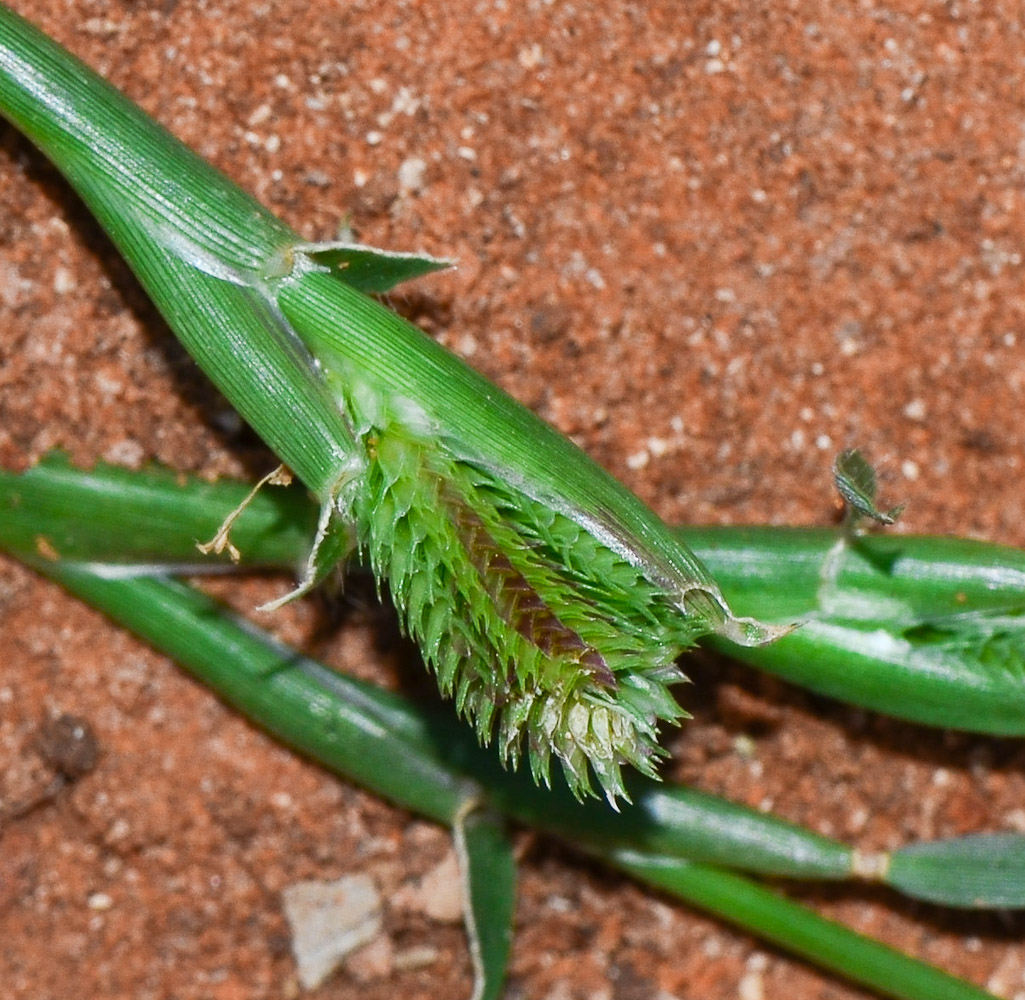 Изображение особи Dactyloctenium aegyptium.