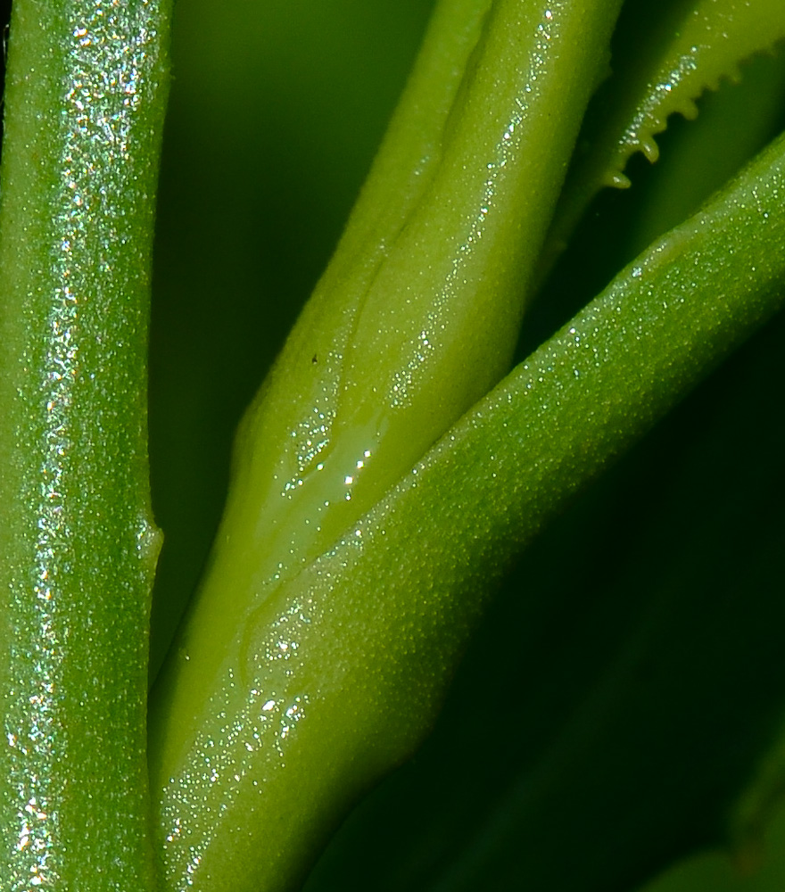 Image of Scaevola crassifolia specimen.