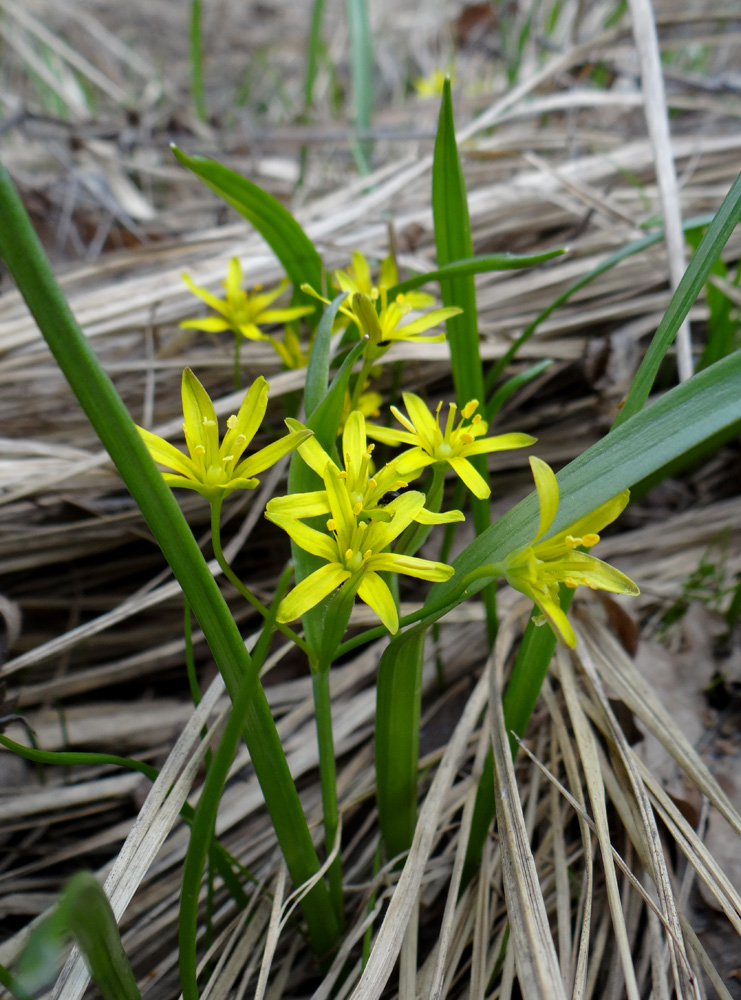 Image of Gagea lutea specimen.