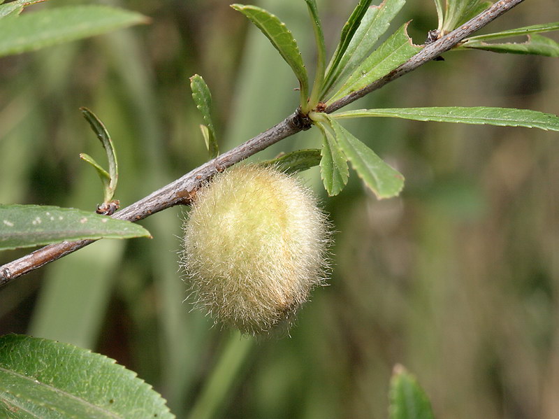 Image of Amygdalus nana specimen.