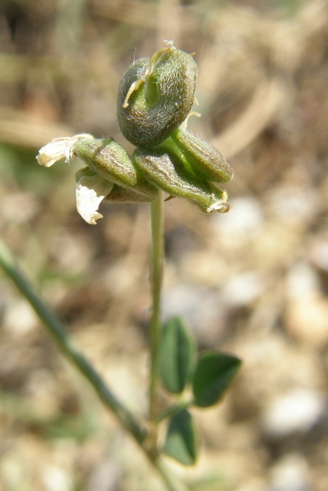 Image of Medicago &times; varia specimen.