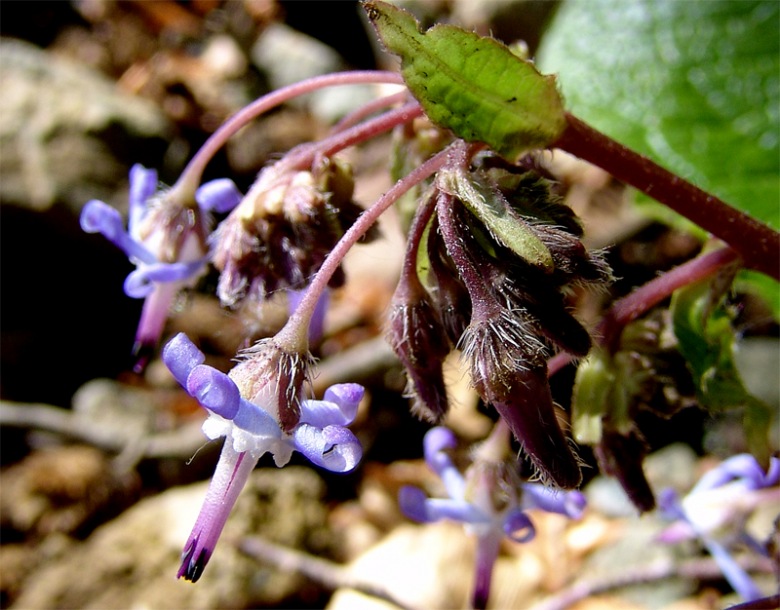 Изображение особи Trachystemon orientalis.