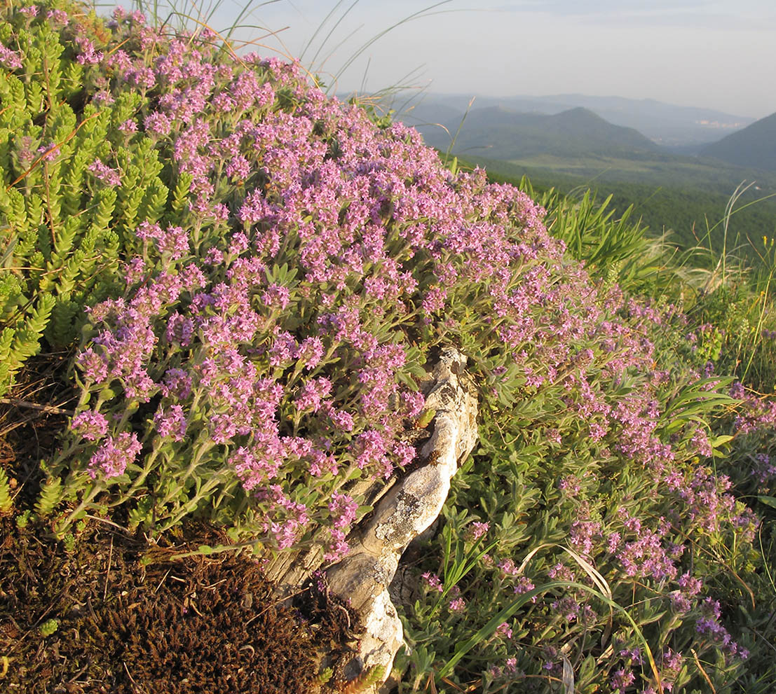 Изображение особи Thymus markhotensis.