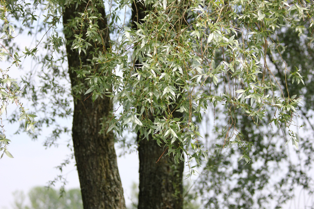 Image of Salix alba specimen.