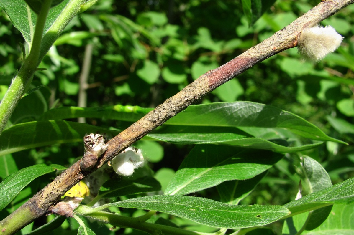 Image of Salix gmelinii specimen.